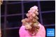 Acropora purple 1-2 cm WYSIWYG acclimaté