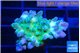 Acropora green blue ice Fijii 2-3 cm WYSIWYG acclimaté