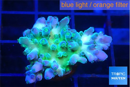 Acropora green blue ice Fijii 2-3 cm WYSIWYG acclimaté