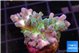 Acropora green blue ice Fijii 2-3 cm WYSIWYG acclimaté