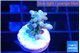 Acropora purple 1-2 cm WYSIWYG acclimaté