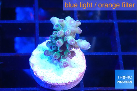 Acropora purple 1-2 cm WYSIWYG acclimaté