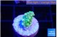 Acropora lemon green 1-2 cm WYSIWYG acclimaté