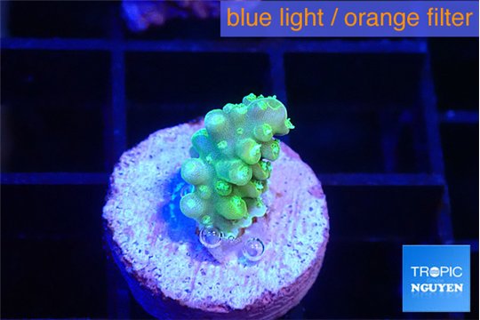 Acropora lemon green 1-2 cm WYSIWYG acclimaté
