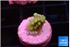 Acropora lemon green 1-2 cm WYSIWYG acclimaté