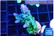 Acropora green blue ice Fijii 2-3 cm WYSIWYG acclimaté