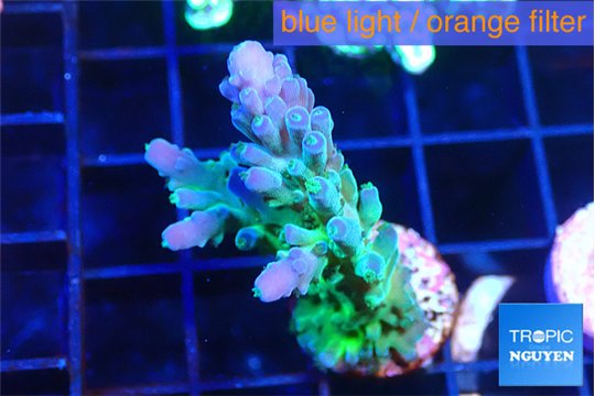 Acropora green blue ice Fijii 2-3 cm WYSIWYG acclimaté