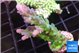 Acropora green blue ice Fijii 2-3 cm WYSIWYG acclimaté