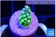 Acropora lemon green 1-2 cm WYSIWYG acclimaté