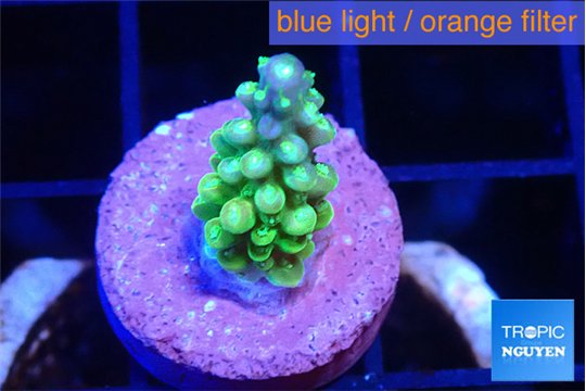 Acropora lemon green 1-2 cm WYSIWYG acclimaté