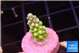 Acropora lemon green 1-2 cm WYSIWYG acclimaté