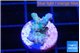 Acropora purple 1-2 cm WYSIWYG acclimaté