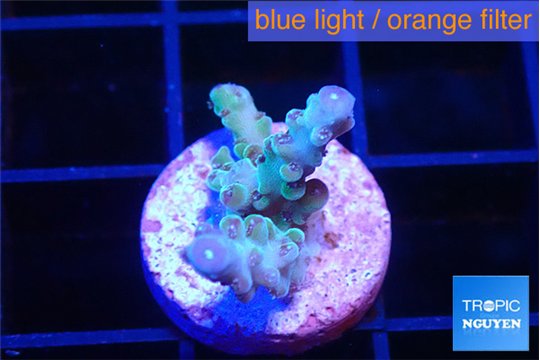 Acropora purple 1-2 cm WYSIWYG acclimaté