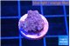 Acropora green purple 1 cm WYSIWYG acclimaté