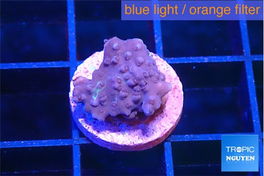 Acropora green purple 1 cm WYSIWYG acclimaté