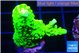Acropora neon green 2-4 cm WYSIWYG acclimaté