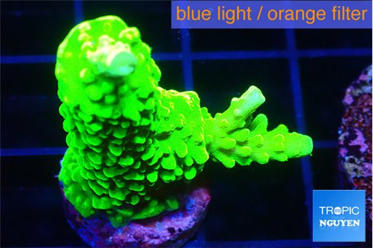 Acropora neon green 2-4 cm WYSIWYG acclimaté