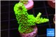 Acropora neon green 2-4 cm WYSIWYG acclimaté