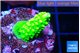 Acropora neon green 2-3 cm WYSIWYG acclimaté