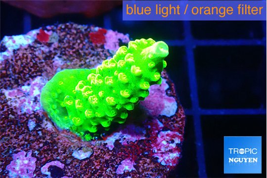 Acropora neon green 2-3 cm WYSIWYG acclimaté