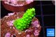 Acropora neon green 2-3 cm WYSIWYG acclimaté