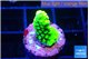 Acropora neon green 1-2 cm WYSIWYG acclimaté