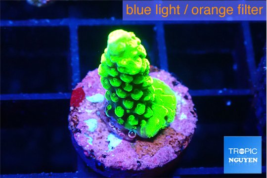 Acropora neon green 1-2 cm WYSIWYG acclimaté