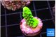 Acropora neon green 1-2 cm WYSIWYG acclimaté