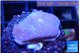 Sarcophython full neon green polyps Australia 2-3 cm WYSIWYG acclimaté
