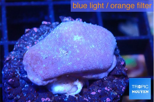 Sarcophython full neon green polyps Australia 2-3 cm WYSIWYG acclimaté