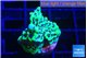 Montipora incredible hulk 2 cm WYSIWYG acclimaté