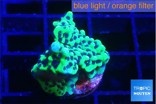 Montipora incredible hulk 2 cm WYSIWYG acclimaté