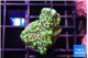 Montipora incredible hulk 2 cm WYSIWYG acclimaté