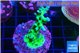Acropora green purple 3-4 cm WYSIWYG acclimaté
