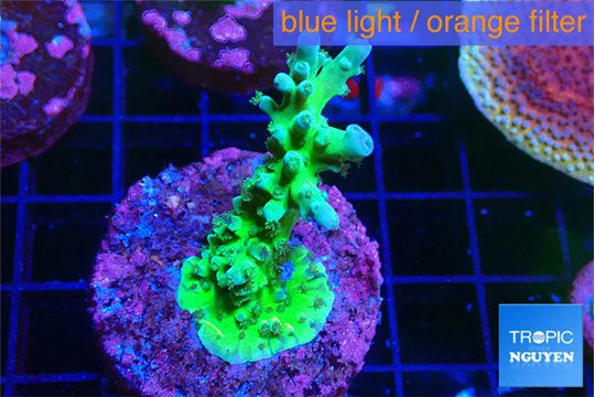 Acropora green purple 3-4 cm WYSIWYG acclimaté