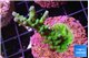 Acropora green purple 3-4 cm WYSIWYG acclimaté