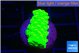 Acropora neon green 1-2 cm WYSIWYG acclimaté