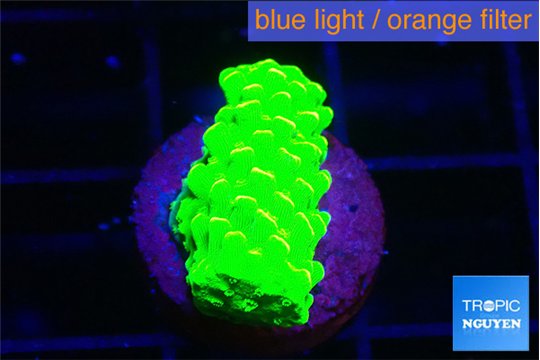 Acropora neon green 1-2 cm WYSIWYG acclimaté