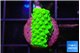 Acropora neon green 1-2 cm WYSIWYG acclimaté