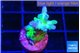 Acropora green blue ice Fijii 2-3 cm WYSIWYG acclimaté