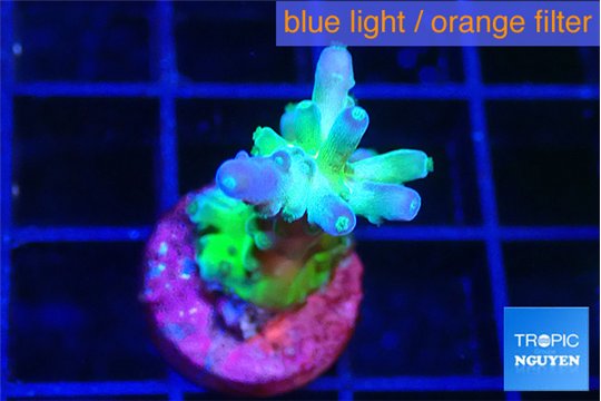 Acropora green blue ice Fijii 2-3 cm WYSIWYG acclimaté