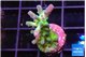 Acropora green blue ice Fijii 2-3 cm WYSIWYG acclimaté