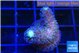 Stylophora milka 1-2 cm WYSIWYG acclimaté