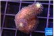 Stylophora milka 1-2 cm WYSIWYG acclimaté