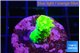 Acropora neon green 2-3 cm WYSIWYG acclimaté