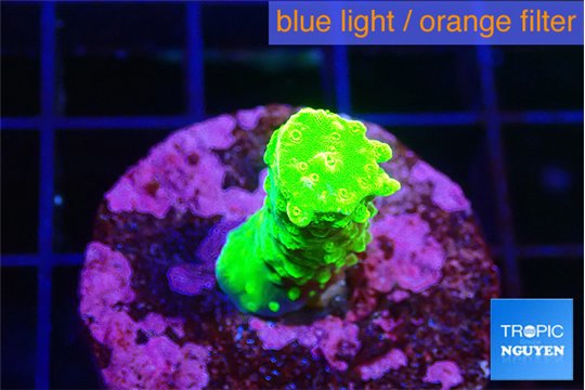 Acropora neon green 2-3 cm WYSIWYG acclimaté