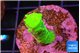 Acropora neon green 2-3 cm WYSIWYG acclimaté