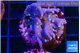Acropora carduus green polyps deep water 2-3 cm WYSIWYG acclimaté