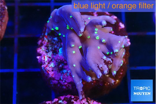 Acropora carduus green polyps deep water 2-3 cm WYSIWYG acclimaté