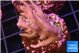 Acropora carduus green polyps deep water 2-3 cm WYSIWYG acclimaté